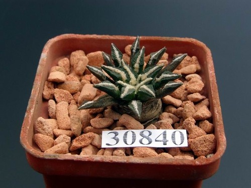 Ariocarpus kotschoubeyanus - , v