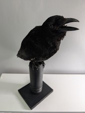 Antiques & Curiosities - Taxidermy Carrion Crow, Corvus Corone