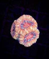 BEC Ultra Rainbow Asian Acan