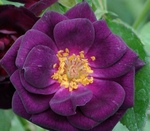 Midnight blue purple - -,