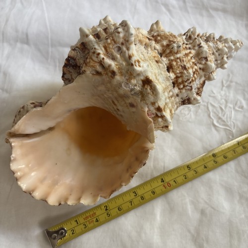 1pc natural large coral - large, sea