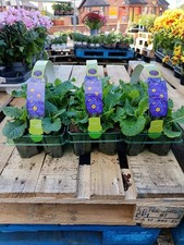 18 Pack Blue Primrose | Easy