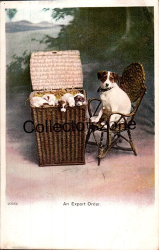 Dog jack russel terrier - terrier, &