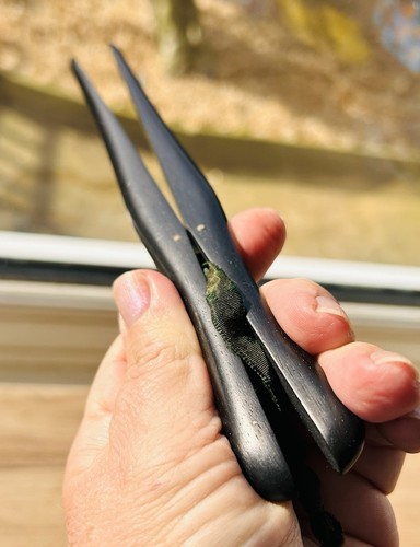Victorian ebony wooden gloves - victorian,