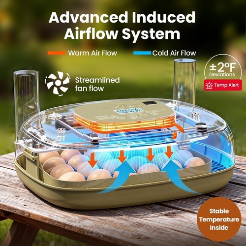 Egg incubator with - egg,