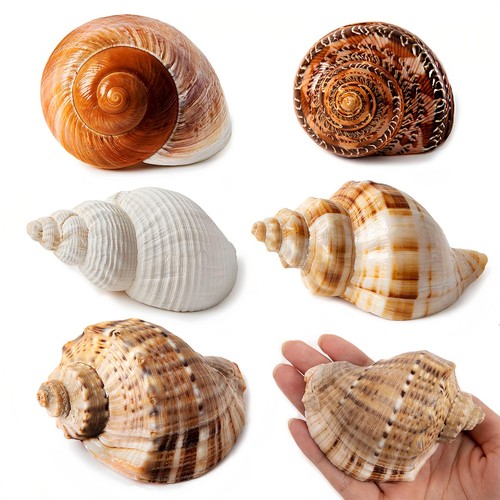 Skoolove 5pcs large hermit - skoolove,