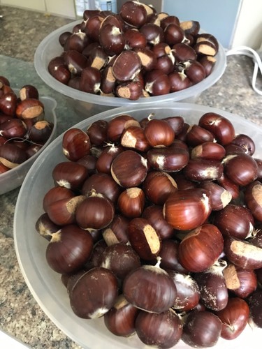 Pick sweet chestnuts - sweet,