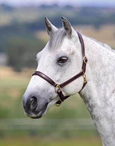 Shires velociti gara ragley - velociti,
