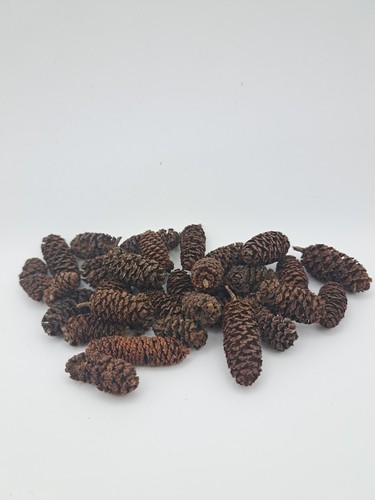 X100 alder cones pet craft - -,