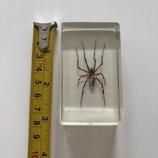 Real Garden Spider Black & Yellow Spider Corn Spider Zipper Spider Taxidermy