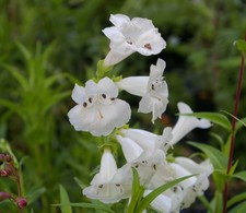 Penstemon wedding day 9cm - wedding, ex