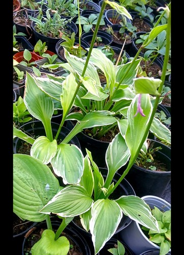 Pink purple hosta undulata - hosta,