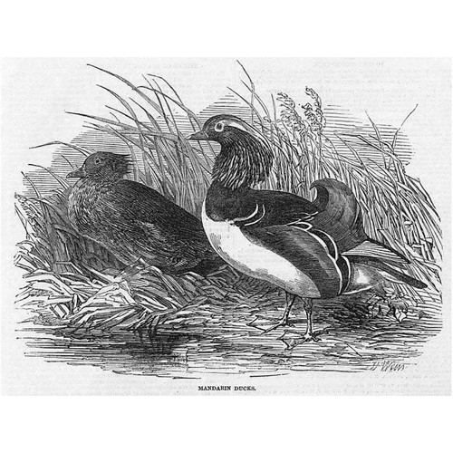 Birds mandarin ducks antique - ducks,