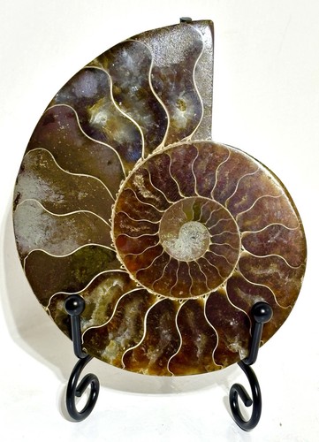 Large 130g ammonite jurassic - 130g,