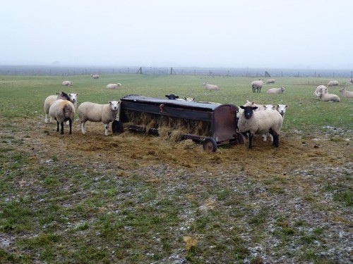 Photo 12x8 sheep and - photo,