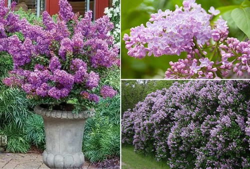 Purple lilac syringa vulgaris - lilac,