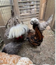 🐤❎6 Polish Bantam Eggs