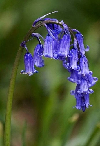 100 bluebells the green - in,