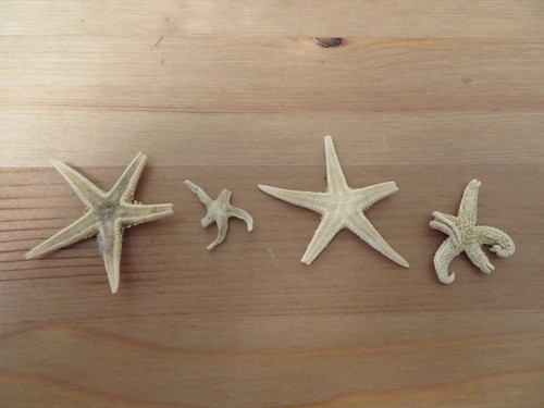 Lot vintage dried - of, 4
