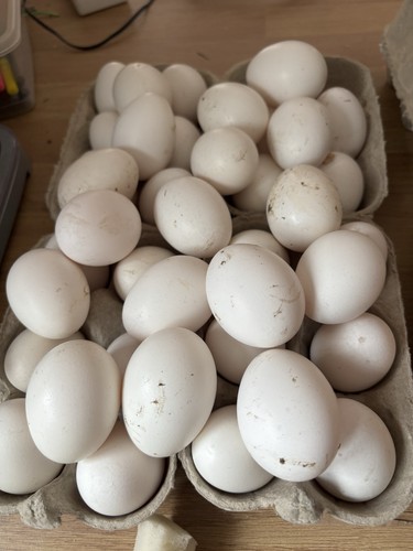 Frizzle polish eating eggs - frizzle,
