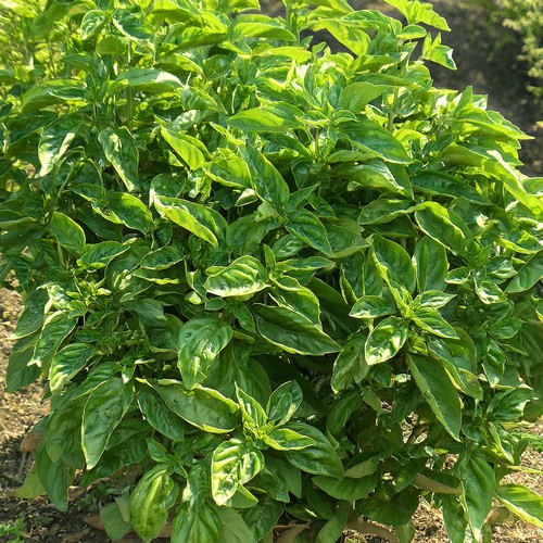 Basil dolce fresca rhs - dolce, award