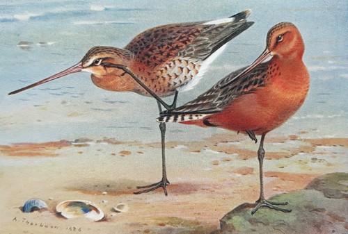 Archibald thorburn godwits - thorburn,