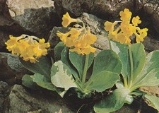 Austria Alpine Flora Primula