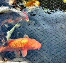 Fish pond net cover pegs - net,