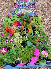 54 mixed trailing and bedding