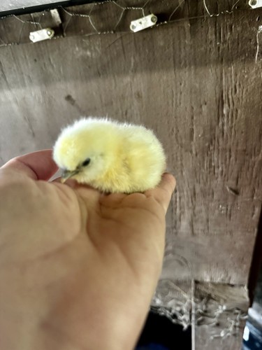 Silkie hatching eggs - eggs, 7