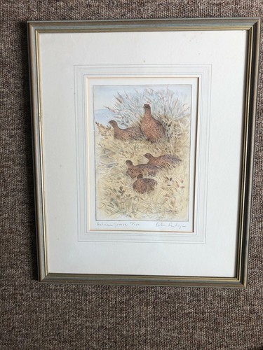 Autumn grouse limited - autumn, edition