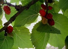 Morus Nigra, Mulberry Fruit