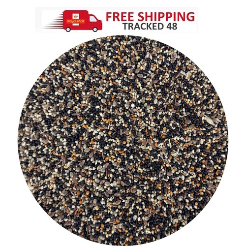Conditioning canary finch - canary,