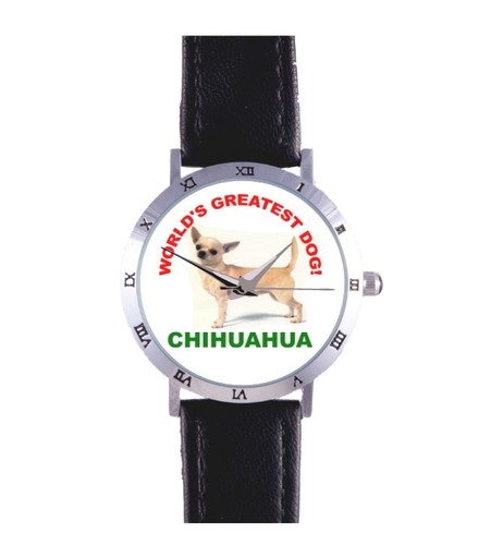 Chihuahua dog watch canine - dog, watch: