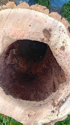 Hollowed wood log tree trunk - hollowed,