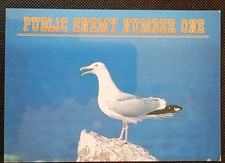 Herring Gull  - a John Hinde