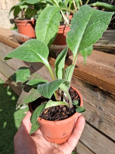 Comfrey bocking 14 - comfrey, 14'