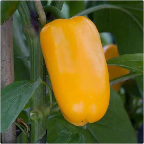 Sweet pepper snack yellow - sweet, 'snack