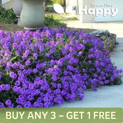 Moss verbena 300 seeds - moss,