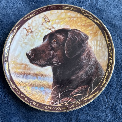 Black labrador man best - labrador,,