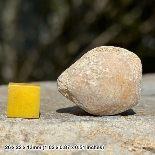 Dendraster echinoid fossil - echinoid,