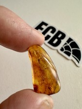 Baltic Amber With Mosquito
