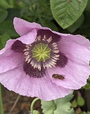 poppy Seeds  P. Somniferum 4g