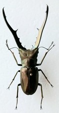 Cyclommatus metallifer stag - cyclommatus,