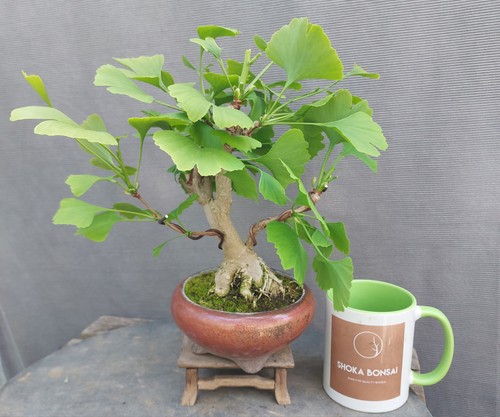 Beautiful shohin ginkgo biloba - shohin,