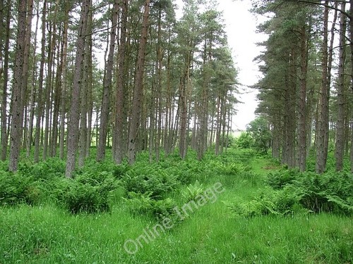 Photo 6x4 north piersknowe - photo,