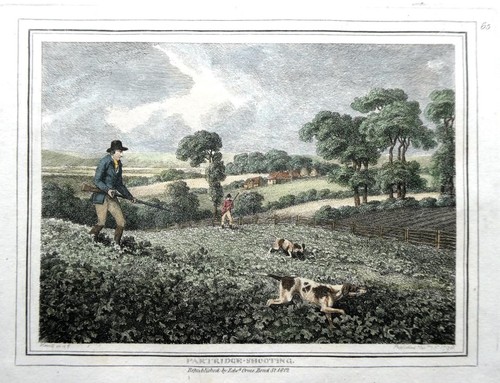 Partridge shooting samuel - partridge,