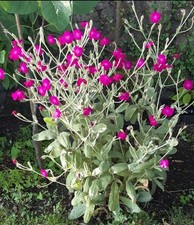 2x Rose Campion Lychnis