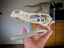 3D Printed Velociraptor Skull