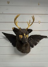 Fox Taxidermy Head Mount